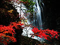 みたらい滝と紅葉