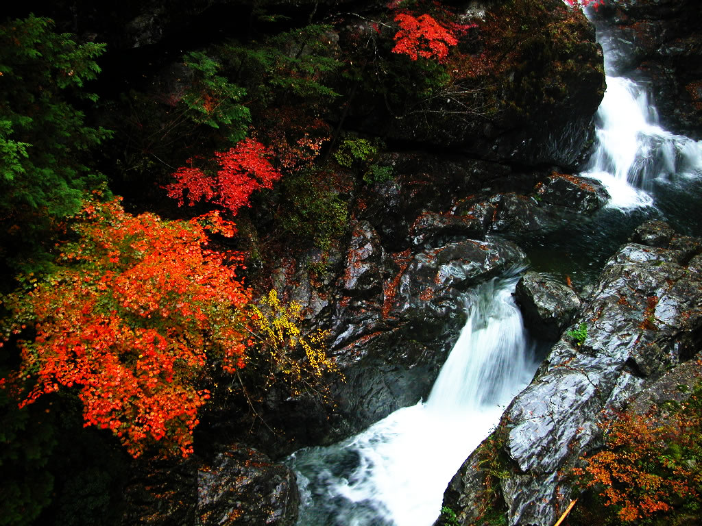 紅葉と渓流　左クリックでみたらい渓谷紅葉へ右クリック背景に設定で壁紙へ