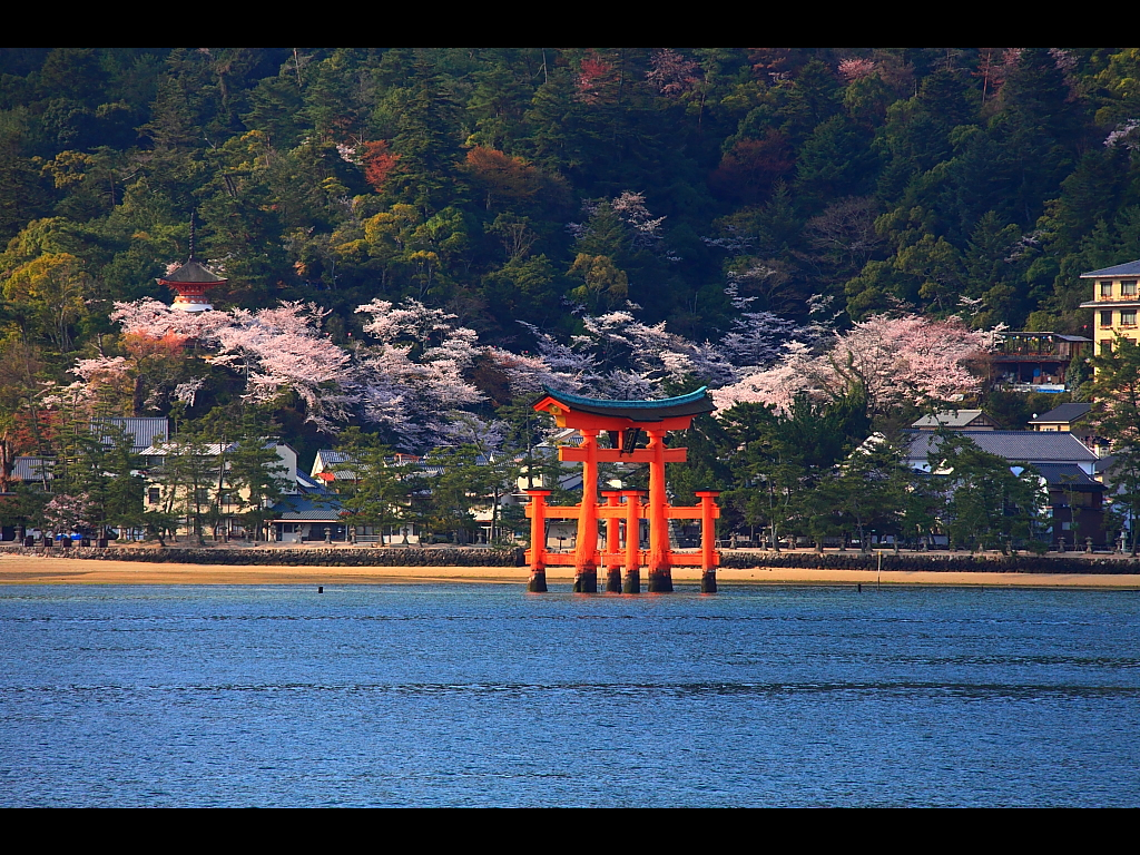 厳島神社の大鳥居と桜