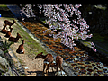 御手洗川の鹿と桜