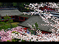 客神社の屋根と桜