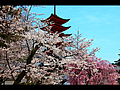 五重塔と桜の競演
