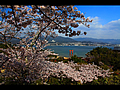 宮島平松茶屋の桜