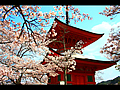 厳島神社多宝塔と桜