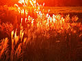 Japanese pampas grass which burns