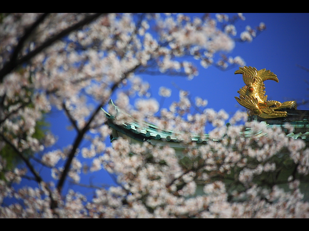 金鯱と桜　左クリックで名古屋城 桜へ右クリック背景に設定で壁紙へ
