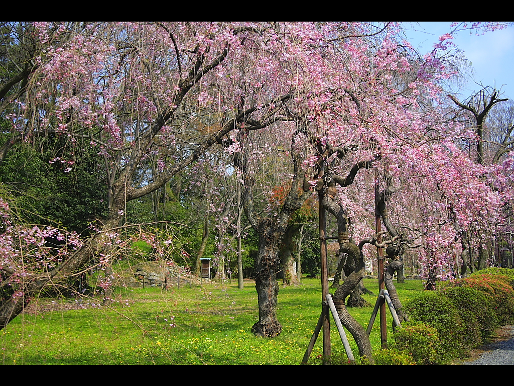 外苑の枝垂桜　左クリックで二条城　桜へ右クリック背景に設定で壁紙へ