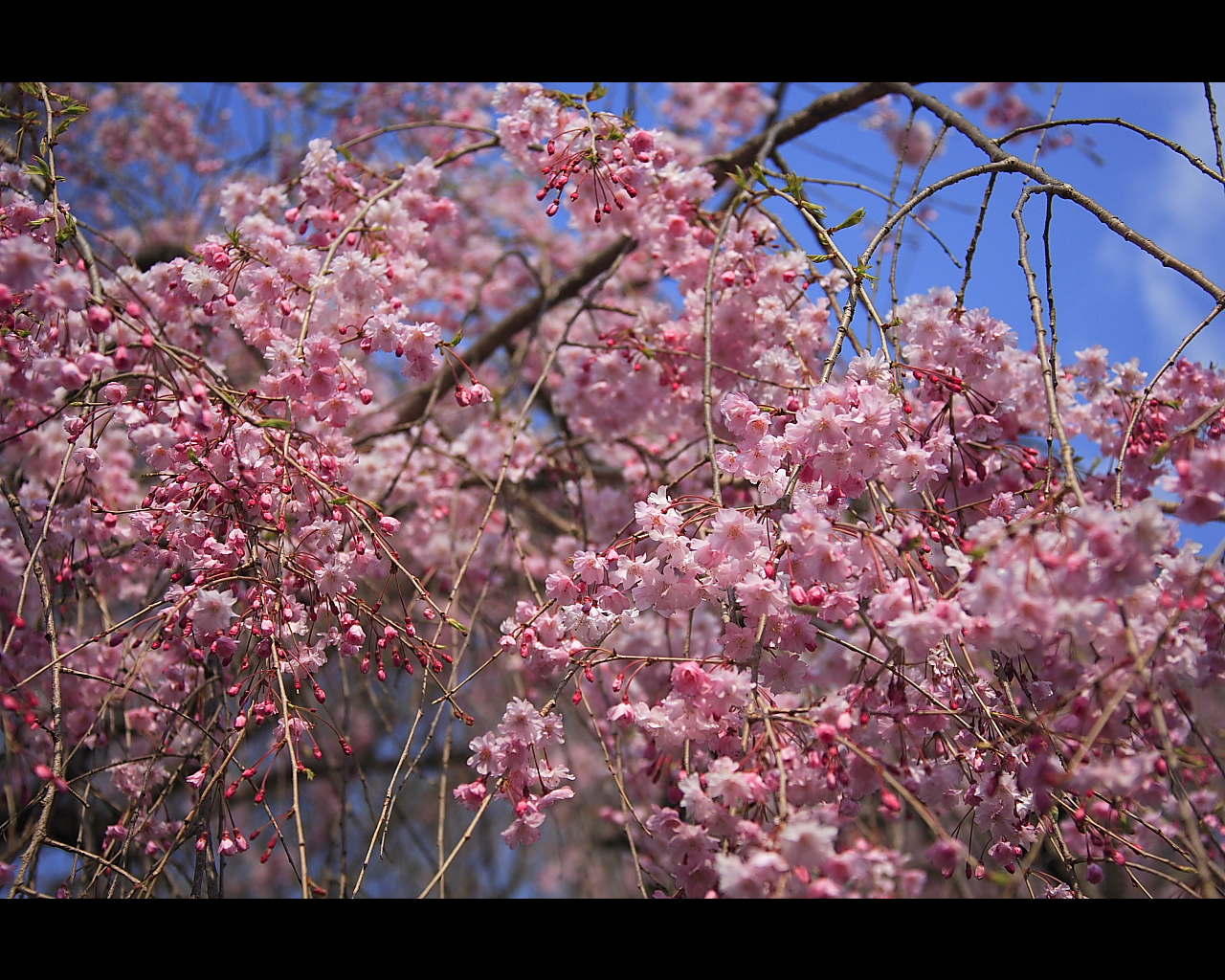 二条城外苑のピンクの枝垂桜1280x1024サイズ　左クリックで二条城　桜へ右クリック背景に設定で壁紙へ