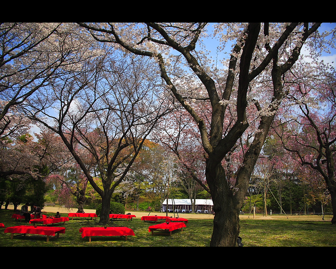 観桜茶会と野点席1280x1024サイズ　左クリックで二条城　桜へ右クリック背景に設定で壁紙へ