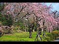 外苑の枝垂桜