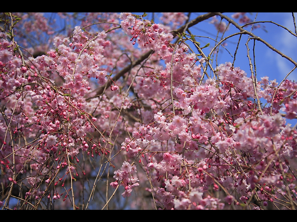 外苑のピンクの枝垂桜　左クリックで二条城　桜へ右クリック背景に設定で壁紙へ