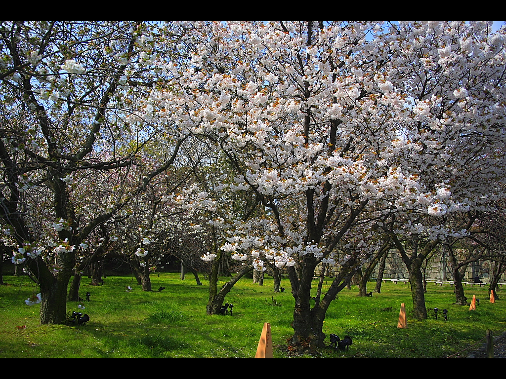桜林(桜の園)のヤマザクラ　左クリックで二条城　桜へ右クリック背景に設定で壁紙へ