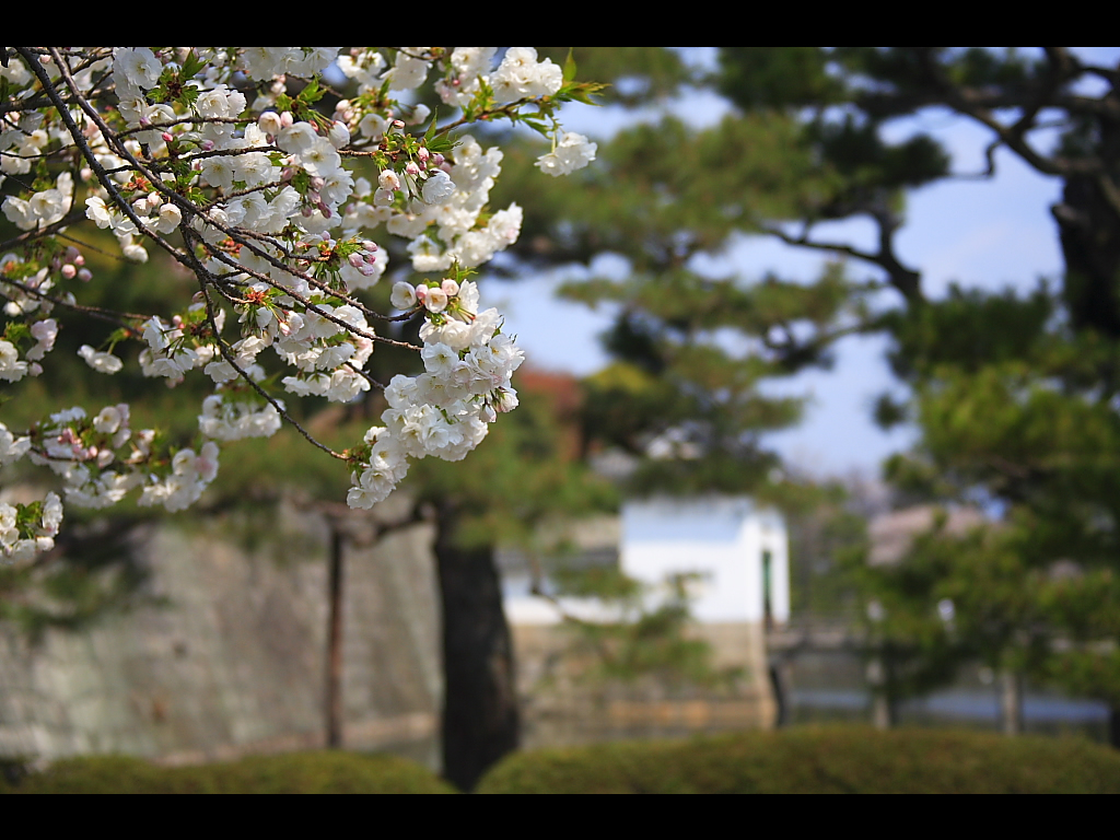 ヤマザクラ越しに見る櫓門と城壁　左クリックで二条城　桜へ右クリック背景に設定で壁紙へ