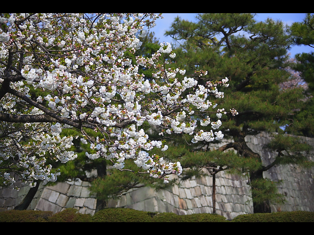ヤマザクラ越しに見る本丸の城壁　左クリックで二条城　桜へ右クリック背景に設定で壁紙へ