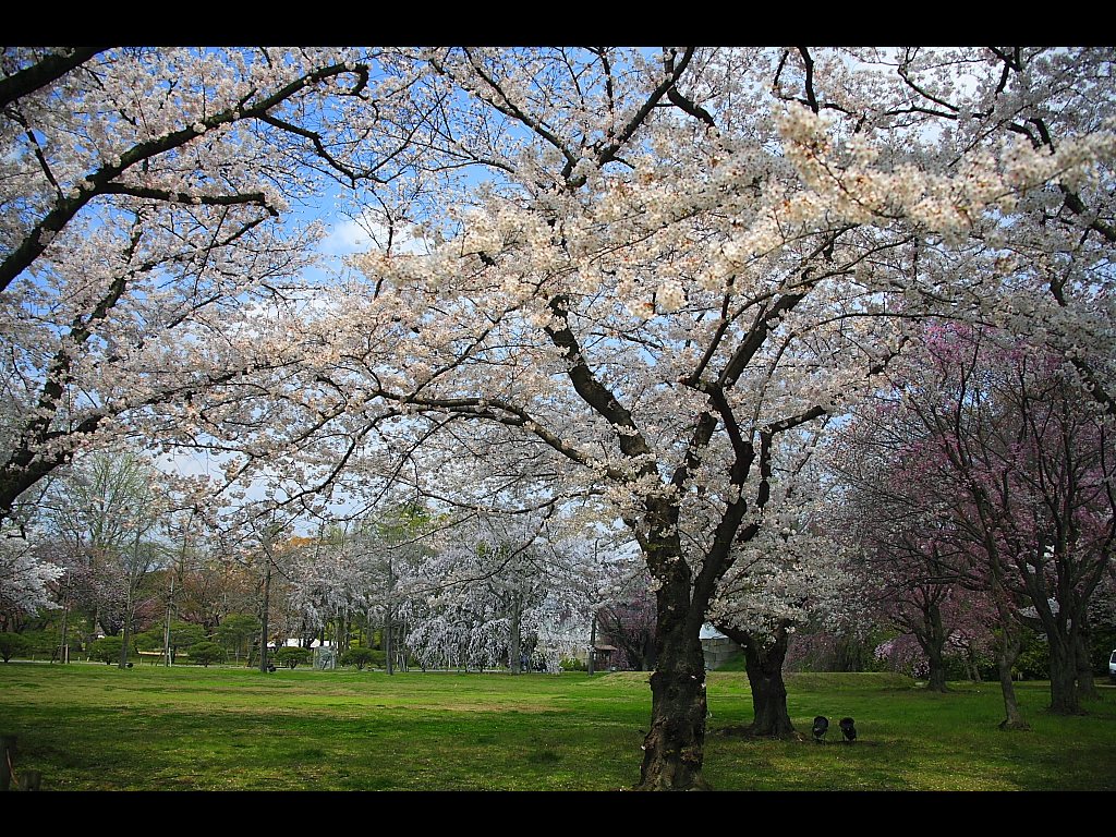 清流園庭園付近の桜　左クリックで二条城　桜へ右クリック背景に設定で壁紙へ
