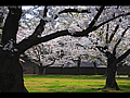 清流園庭園付近の桜