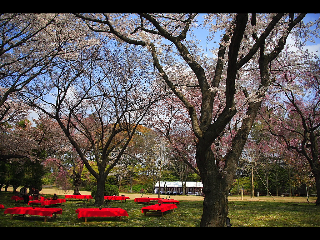 観桜茶会と野点席　左クリックで二条城　桜へ右クリック背景に設定で壁紙へ