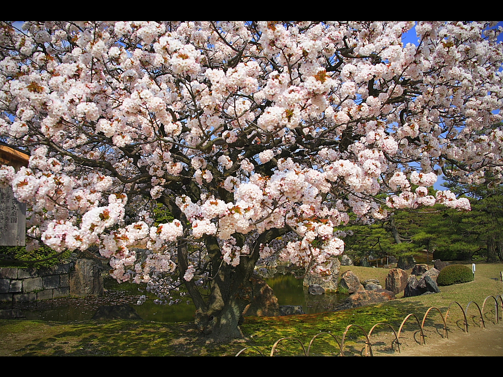 二の丸御殿庭園の桜　左クリックで二条城　桜へ右クリック背景に設定で壁紙へ