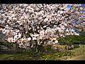 二の丸御殿庭園の桜