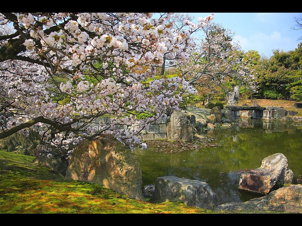 桜咲く二の丸御殿庭園　左クリックで二条城　桜へ右クリック背景に設定で壁紙へ