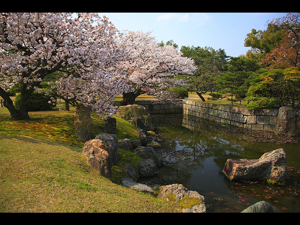 桜咲く二の丸御殿庭園　左クリックで二条城　桜へ右クリック背景に設定で壁紙へ