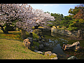桜咲く二の丸御殿庭園