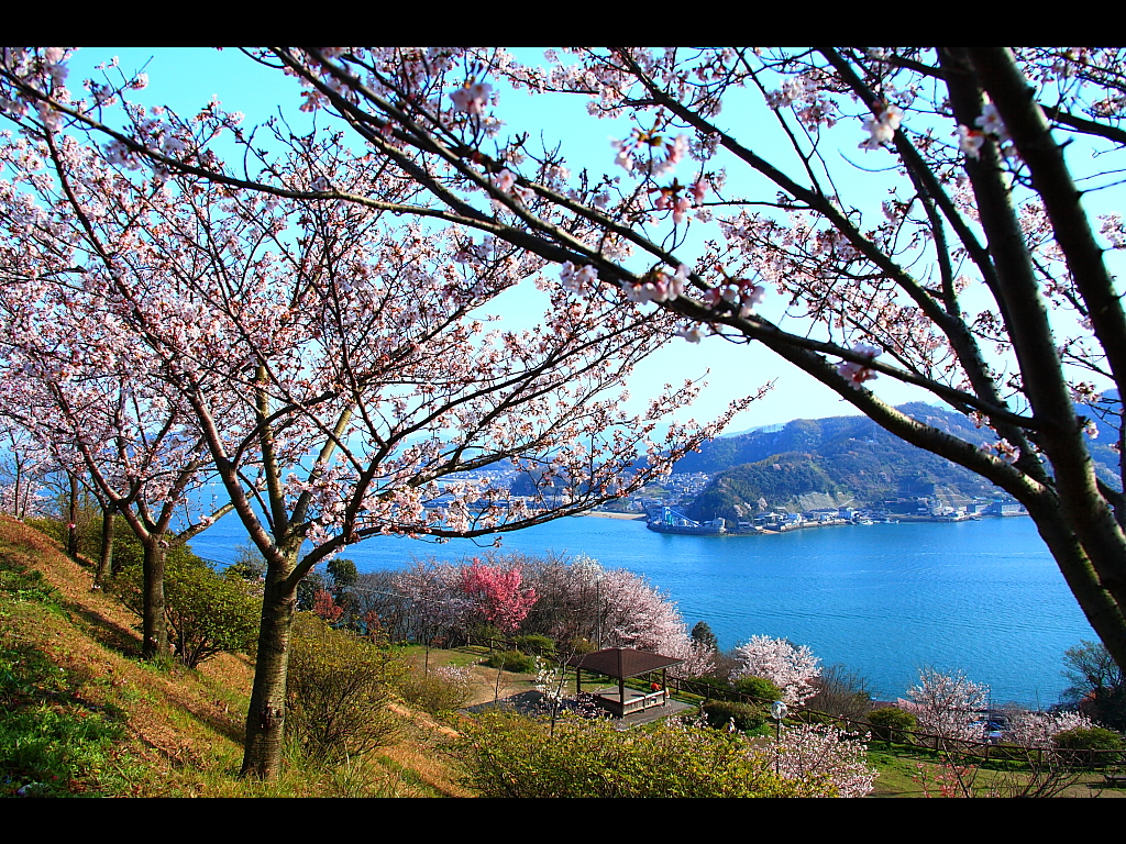 桜咲く斜面から見下ろす瀬戸内海　左クリックで音戸の瀬戸公園さくらの里へ右クリック背景に設定で壁紙へ