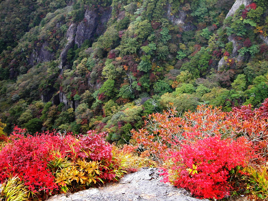 Autumnal leaves of Daijyagura Best time to see