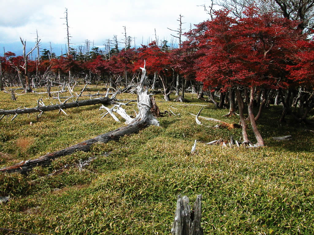 The autumnal leaves near the Masaki peak