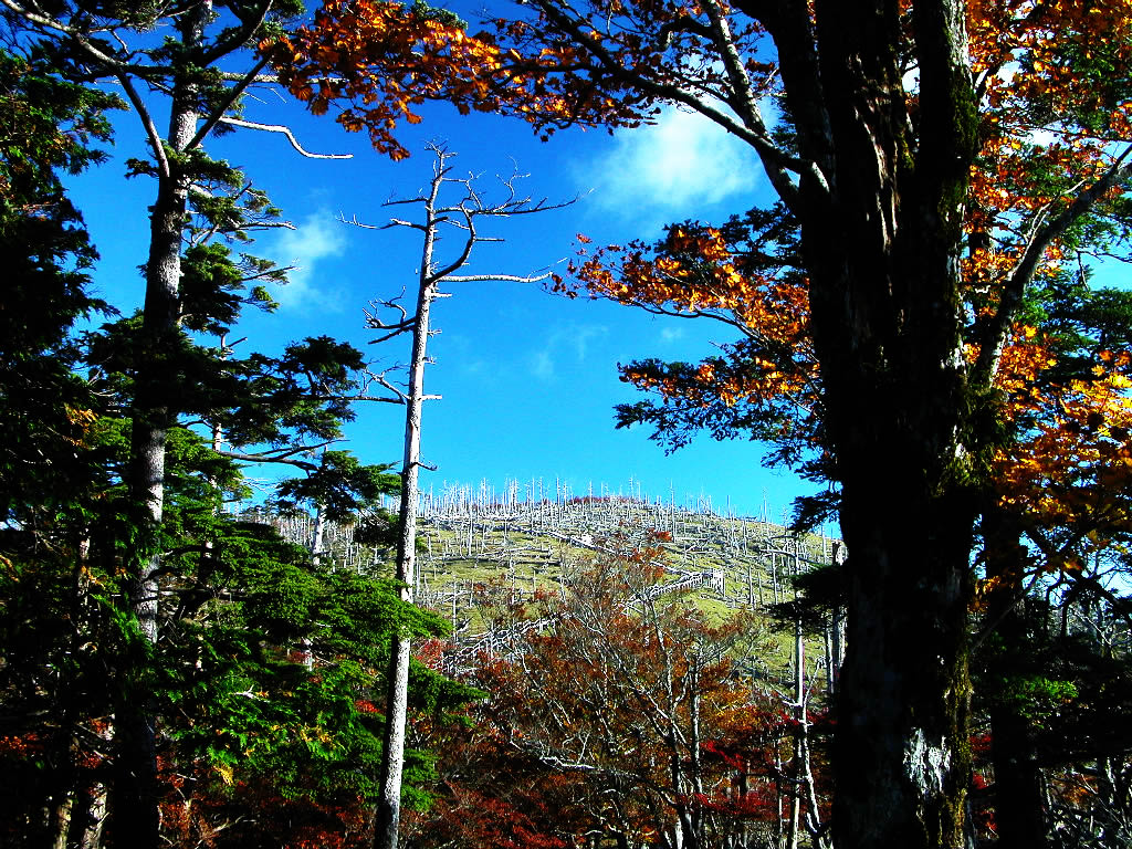 The Masaki peak and natural reproduction capability