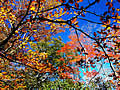 Oodaigahara and a blue sky, and autumnal leaves