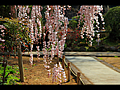 大野寺入り口と小糸枝垂れ桜