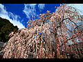 青空に映える大野寺の小糸桜