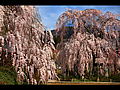 巨大な二本の小糸枝垂れ桜