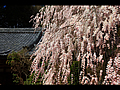 大野寺境内の桜