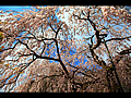 大野寺の桜満開時の混雑状況