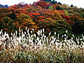The field and autumnal leaves of Japanese pampas grass