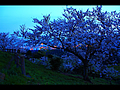 夜明けの桜と街の灯り