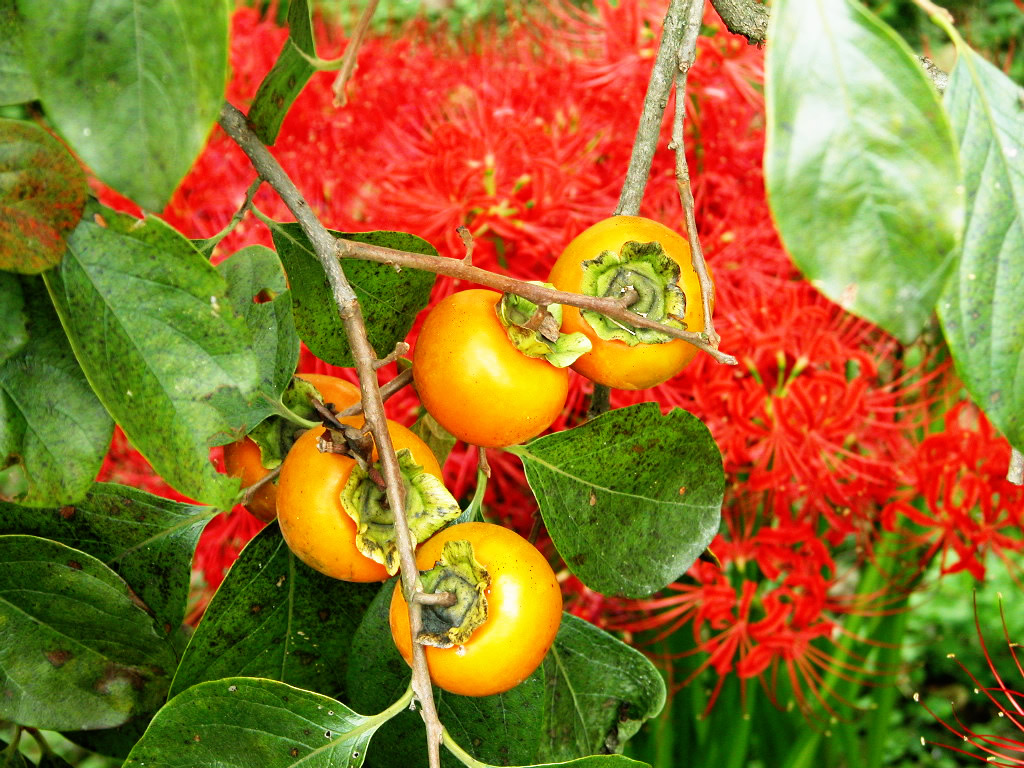 A persimmon and a cluster amaryllis