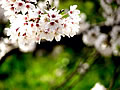 桜の本数