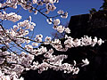 石垣にかかる桜