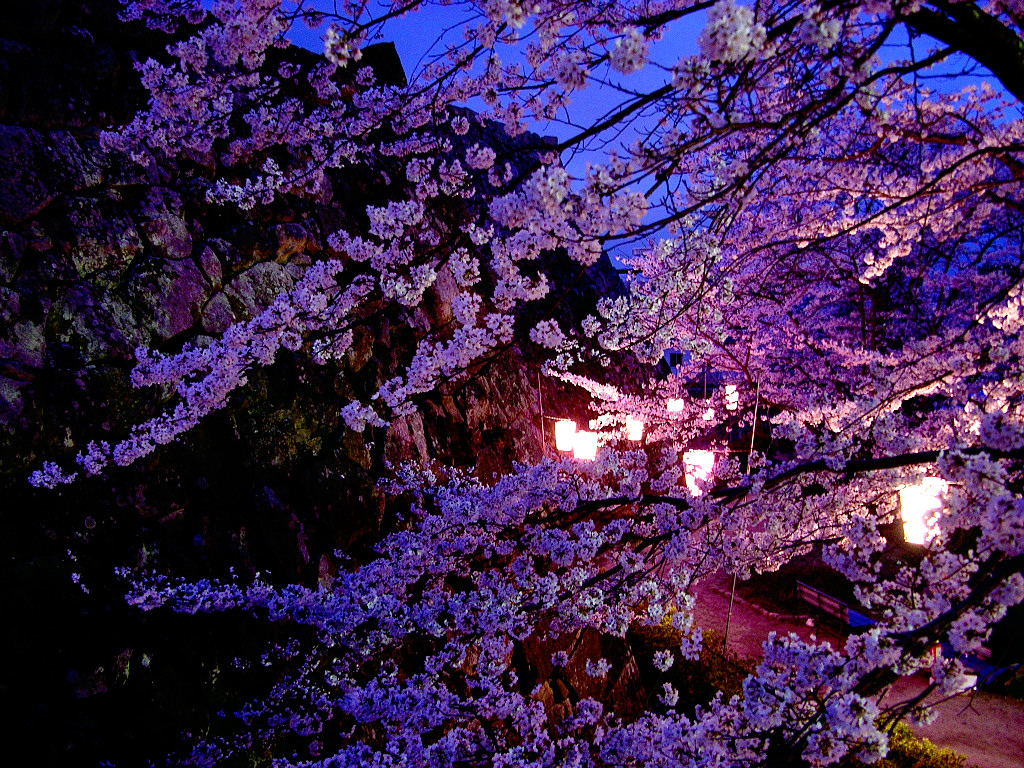 篠山城址 北廊下門跡から見た内掘の夜桜ライトアップ