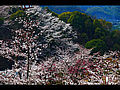 千光寺公園の満開桜