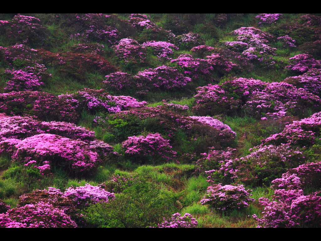 急斜面に咲いているミヤマキリシマ　左クリックで仙酔峡ツツジへ右クリック背景に設定で壁紙へ