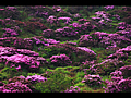 急斜面に咲いているミヤマキリシマ
