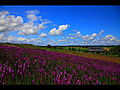紫のリアトリスと美瑛の風景