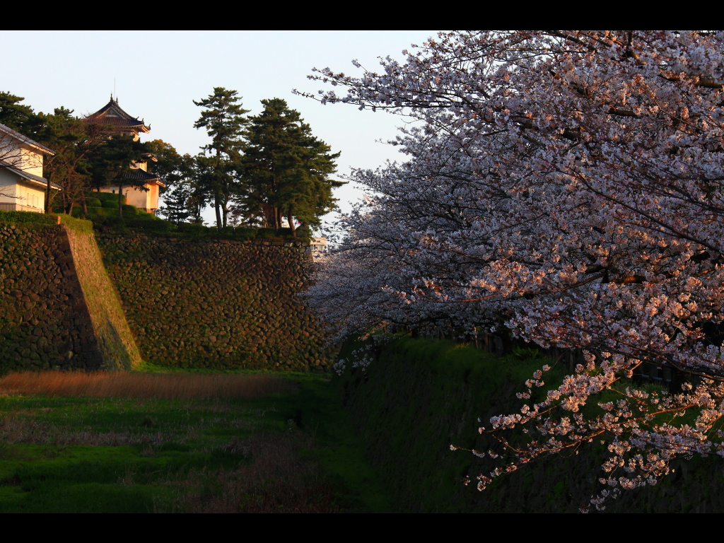 二の丸お堀の菖蒲園と満開の桜　左クリックで島原城　桜へ右クリック背景に設定で壁紙へ
