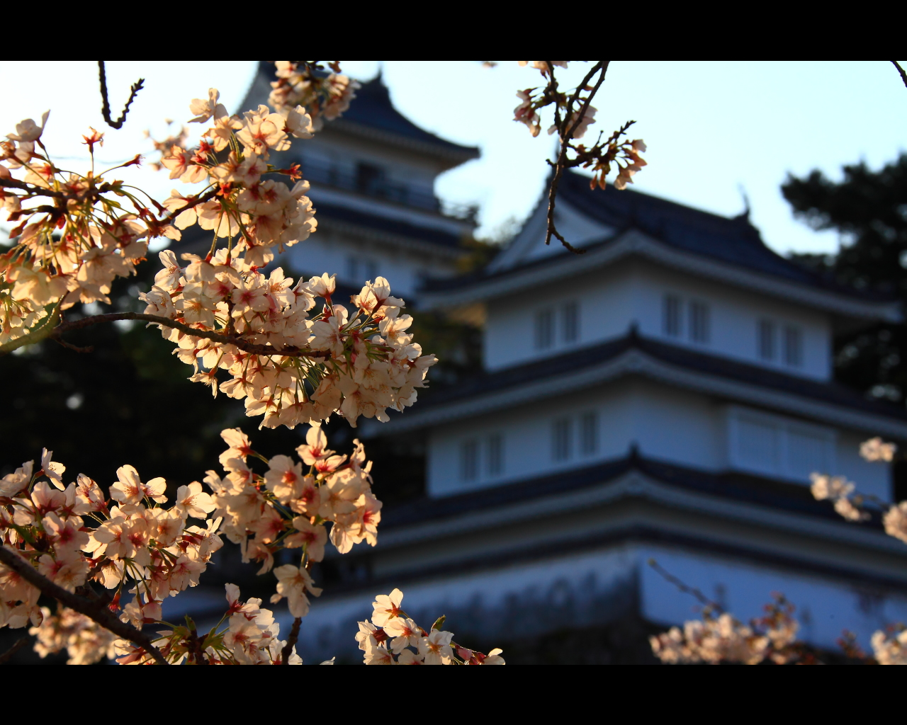 島原城天守閣と桜1280×1024サイズ　左クリックで島原城　桜へ右クリック背景に設定で壁紙へ