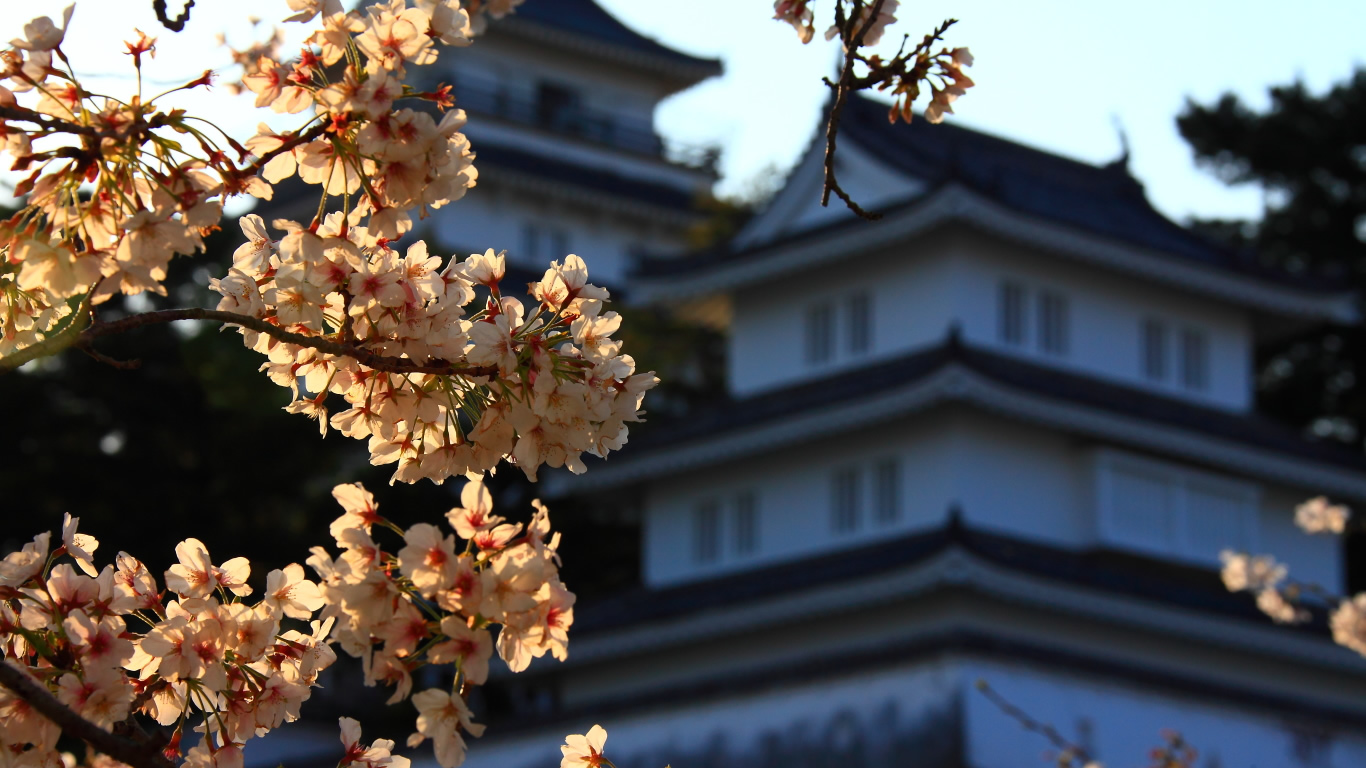 島原城天守閣と桜1366×768サイズ　左クリックで島原城　桜へ右クリック背景に設定で壁紙へ