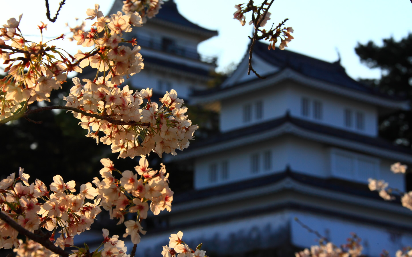島原城天守閣と桜1440×900サイズ　左クリックで島原城　桜へ右クリック背景に設定で壁紙へ